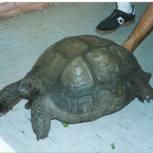 Giant Burmese Brown Female at Tom Crutchfield's circa 1990 pic 2