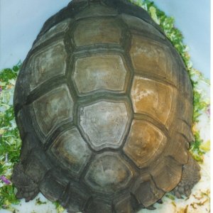 Giant Burmese Brown Female at Tom Crutchfield's circa 1990 pic 3