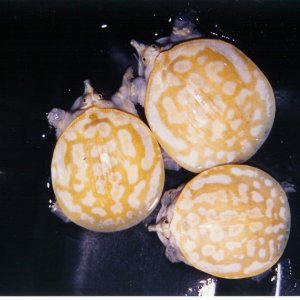 Xanthic Baby Florida Softshells Pic1