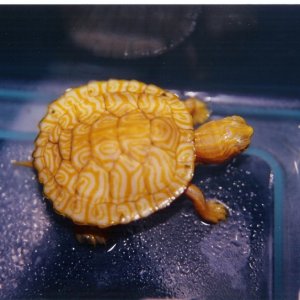 Albino Peninsular Cooter Baby