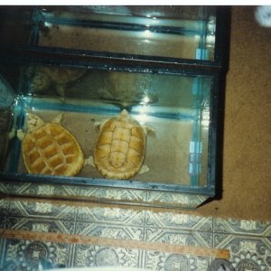 Albino Florida Snapping Turtles Pic2