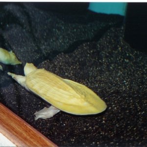 Albino Asian Softshell Female Pic4