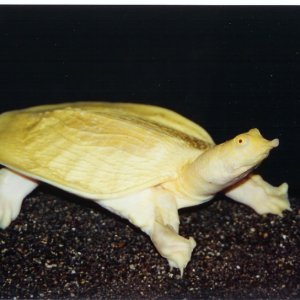 Albino Asian Softshell Female Pic5