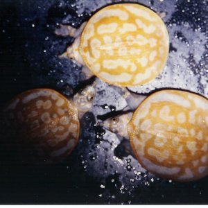 Xanthic Baby Florida Softshells Pic2