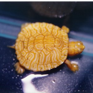 Albino Peninsular Cooter Baby Pic4