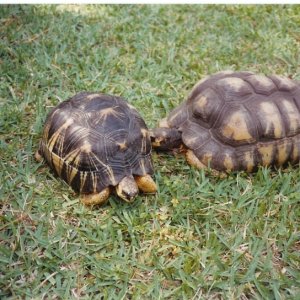 Very Large Radiated Tortoises Pic2