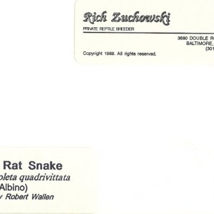 1989 Original Albino Yellow Rat by Webslave, Writing on Reverse 1989