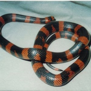 1989 Black Band Tangerine Honduran Milk by Rich Zuchowski 1989