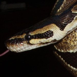 My New Imported Female