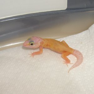 Female Patternless Albino