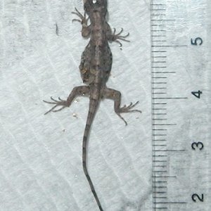 Draco volans hatchling