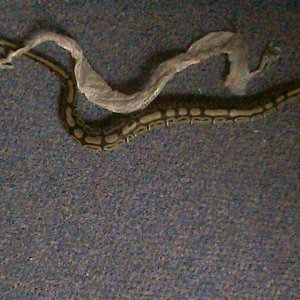 my baby after shed