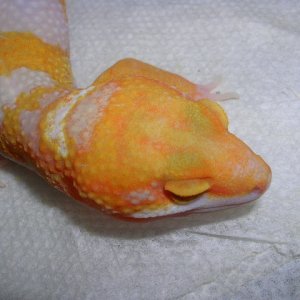 Carrot head giant