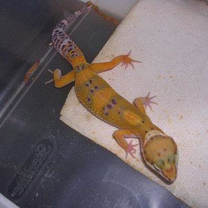 Tangerine male