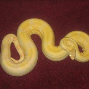 my_snake_pics_009