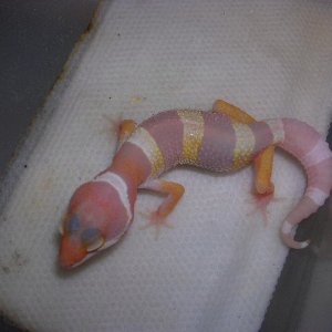 possible pastel albino 1
