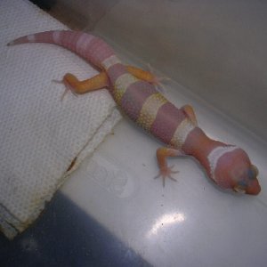 possible pastel albino 2