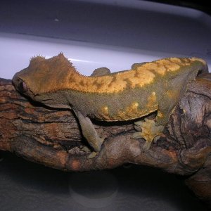 DSCN2542
