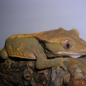 DSCN2556