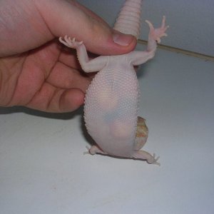 ovulation