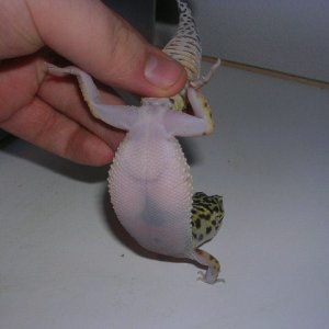 No ovulation (for bruce)