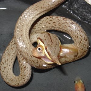 Rhynchopis fishing