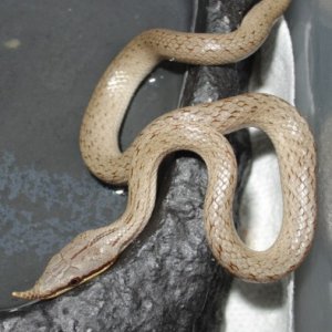Rhynchopis fishing