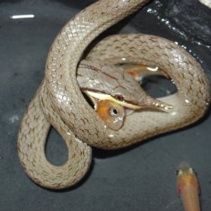 Rhynchopis fishing