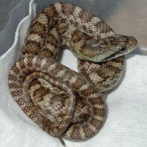 climacophora