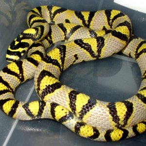 male mandarin