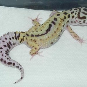 reversed stripe female