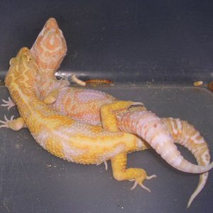 JG breeding