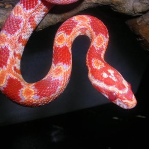 DSCN2439