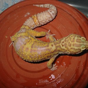 Bell Female at 8 months