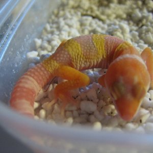 My newest Baby 2