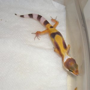 Red Stripe 1 After Shed