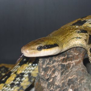 Taiwan Beauty snake