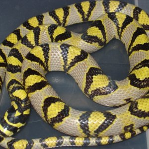 00 male mandarin