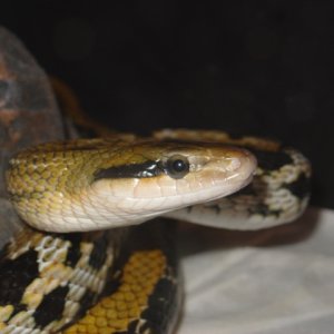 Taiwan Beauty snake