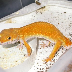 Jett just laid eggs and she's hungry!