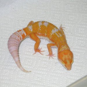 Tremper Albino Giant