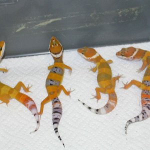Tang Babies