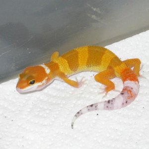 Tang Baby