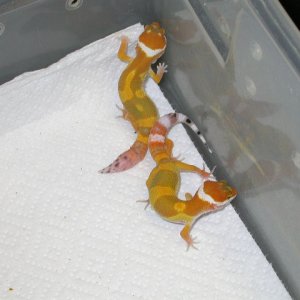 Tang Babies
