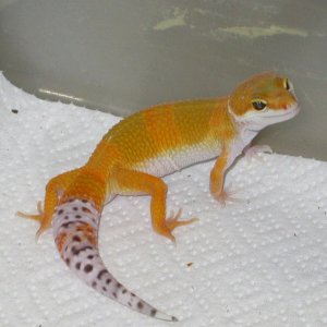 Giant Het Tremper Albino