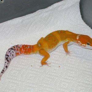 Holdback male tangerine