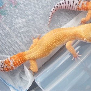 Leopards_048
