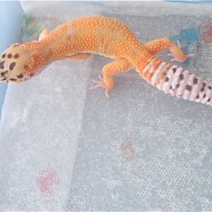 Leopards_049