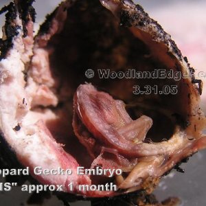 Leopard Gecko Embryo - Deceased