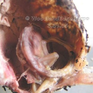Leopard Gecko Embryo - Deceased